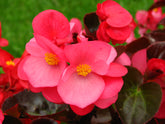 BEGONIA FLOWER PETAL CUTTERS SET A309